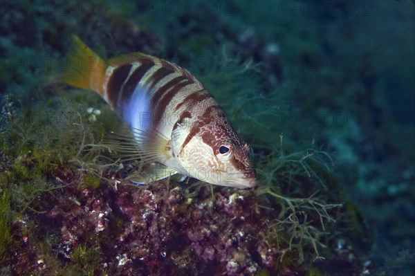 Painted comber (Serranus scriba)