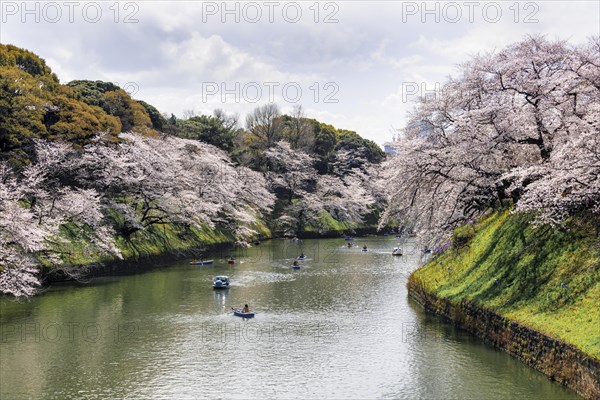 Japanese rowing in boats on the Imperial Palace canal to cherry blossom