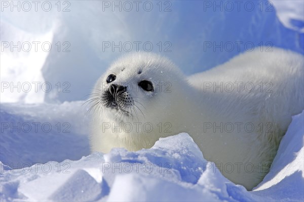 Harp Seal or Saddleback Seal (Pagophilus groenlandicus