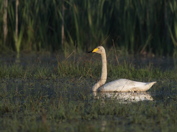 Whooper Swan (Cygnus cygnus)