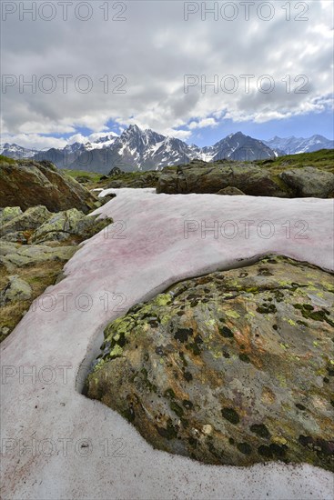 Snow Alga or Snow Algae (Chlamydomonas nivalis)