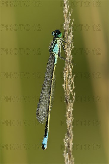 Blue-tailed Damselfly (Ischnura elegans)