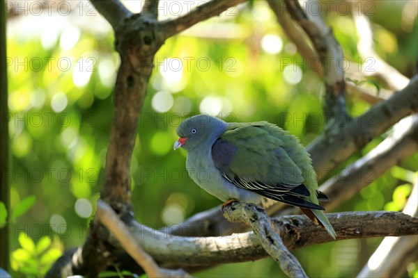 African Green Pigeon (Treron calva)