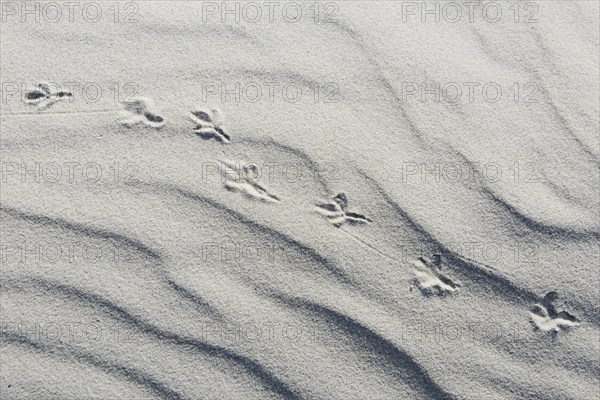 Dune with bird tracks