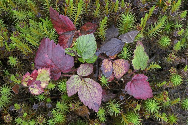 Autumn leaves of the blackberry (Rubus fruticosus)