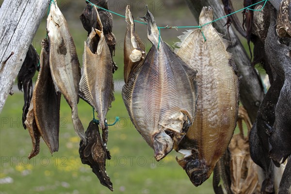 Dried fish