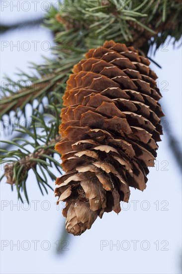 Spruce cone (Picea abies 'Virgata')