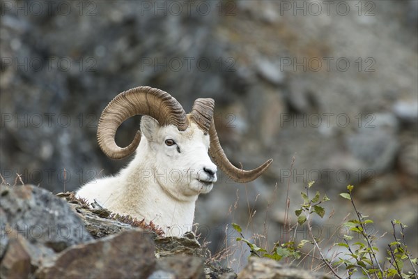 Dall Sheep (Ovis dalli)