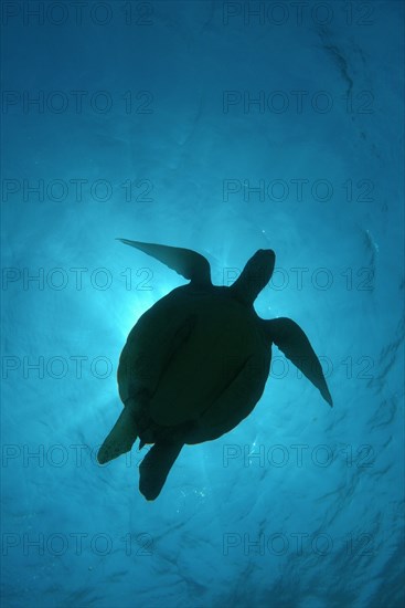 Green Sea Turtle