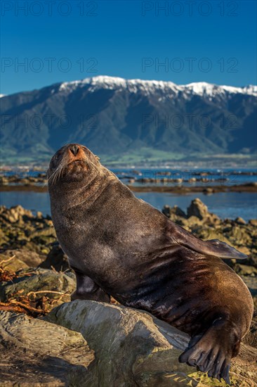 Southern Fur Seal (Arctocephalus forsteri)