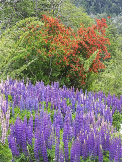 Lupines (Lupinus sp.) and Chilean firebush (Embothrium coccineum)