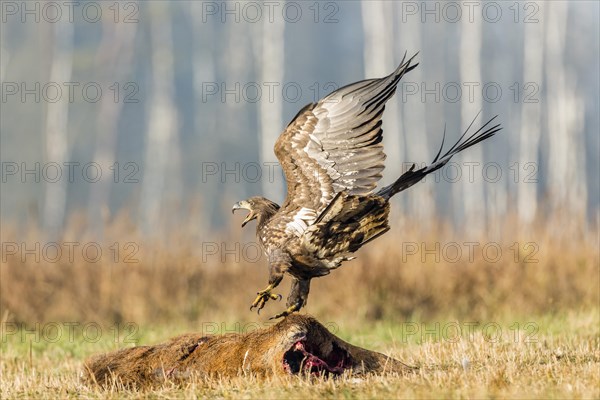 Young Eagle (Haliaeetus albicilla)