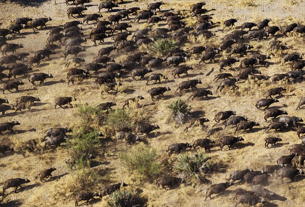 Cape Buffaloes (Syncerus caffer caffer)