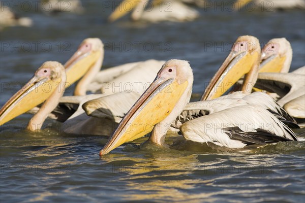Group of Great White Pelicans (Pelecanus onocrotalus) on the water