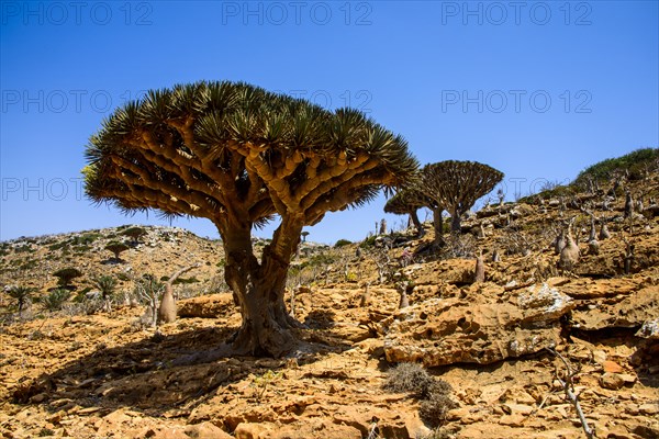 Socotra Dragon Trees or Dragon Blood Trees (Dracaena cinnabari)