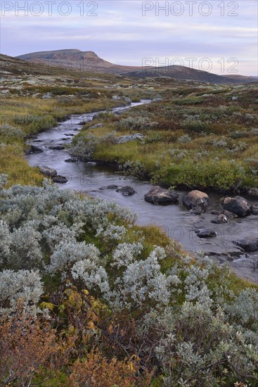 Mountain stream in the fjell landscape in autumn