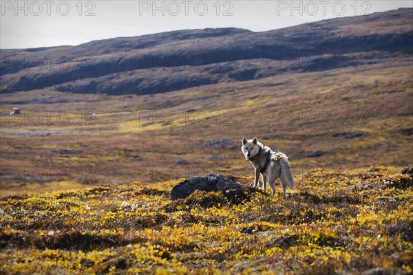 Greenland Dog or Greenland Husky