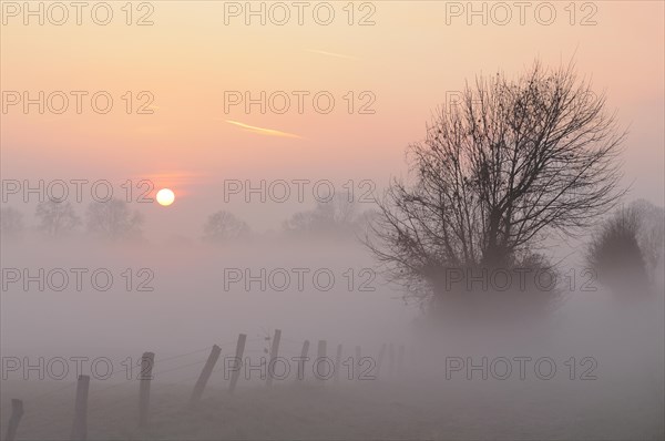 Sunrise with trees and fog