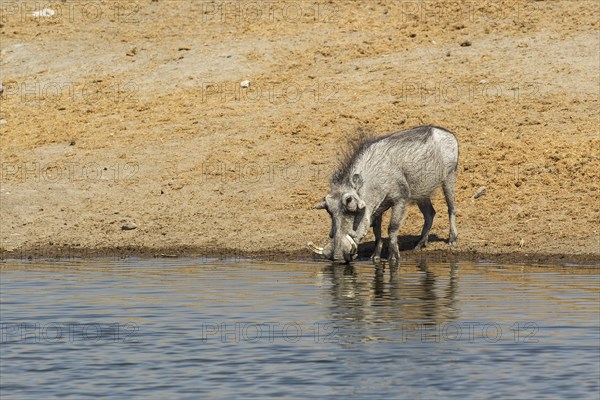 Common Warthog (Phacochoerus africanus) drinking at a waterhole