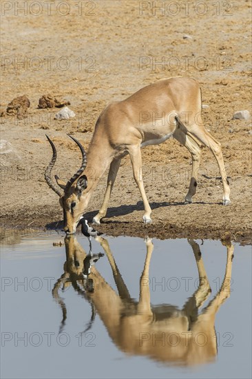 Black-faced Impala (Aepyceros melampus petersi)