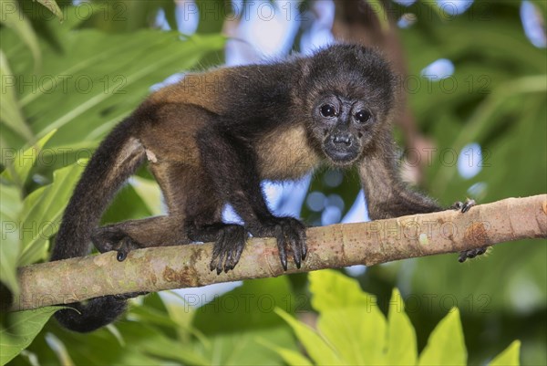 Montled Howler monkey (Alouatta palliata)