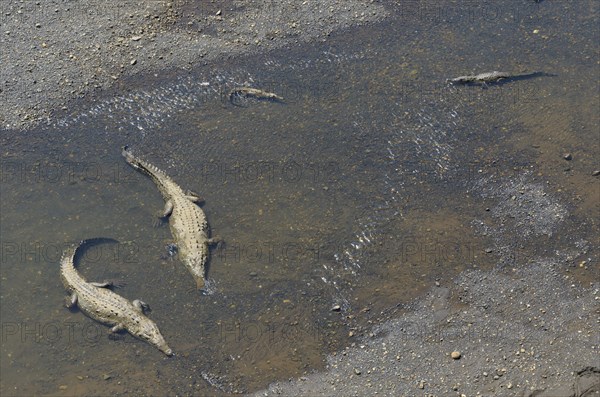 American Crocodiles (Crocodylus acutus) in the Rio Grande de Tarcoles