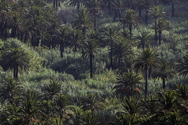 Canary Island Date Palms (Phoenix canariensis)