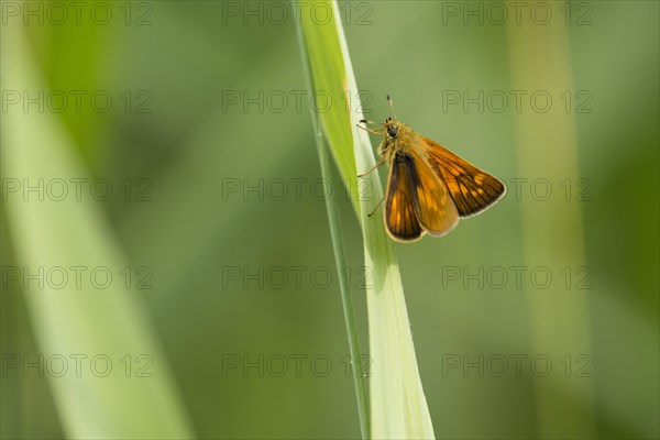 Large skipper (Ochlodes sylvanus