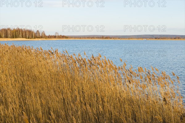Common Reed (Phragmites australis