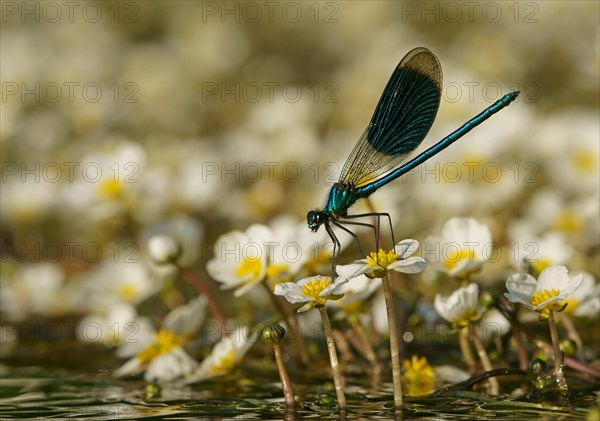 Banded demoiselle (Calopteryx splendens)