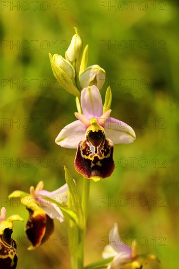 Late spider-orchid (Ophrys holoserica) wild orchid