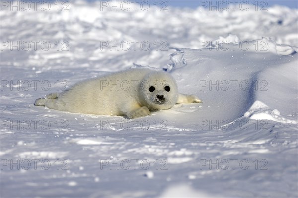 Harp Seal or Saddleback Seal (Pagophilus groenlandicus