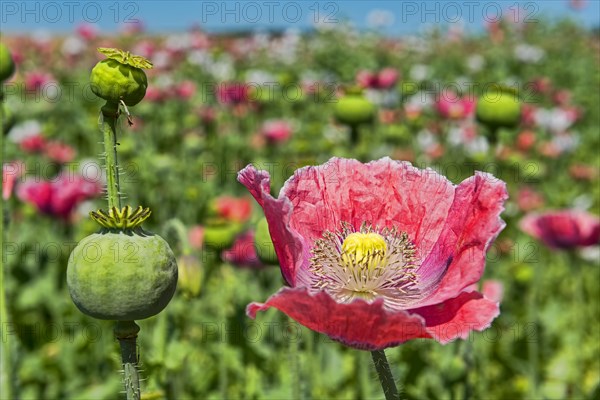 Opium Poppy (Papaver somniferum)