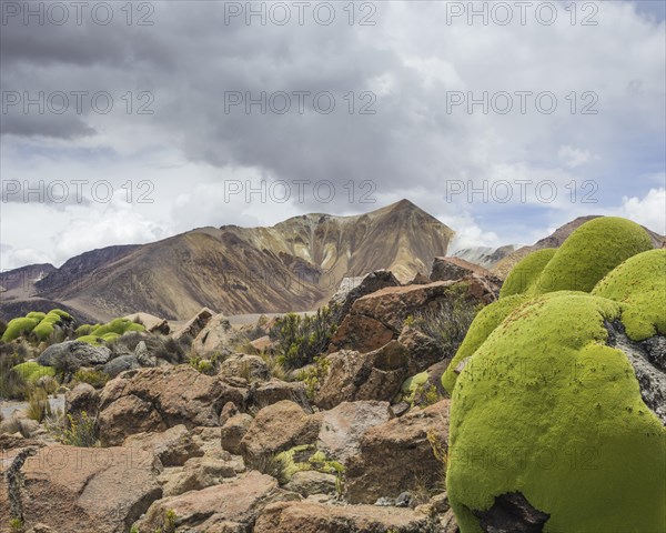 Yareta or Llareta cushion plant (Azorella compacta)