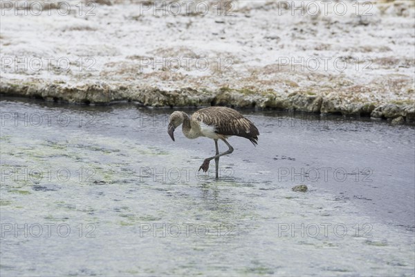 Juvenile Andean Flamingo (Phoenicoparrus andinus)