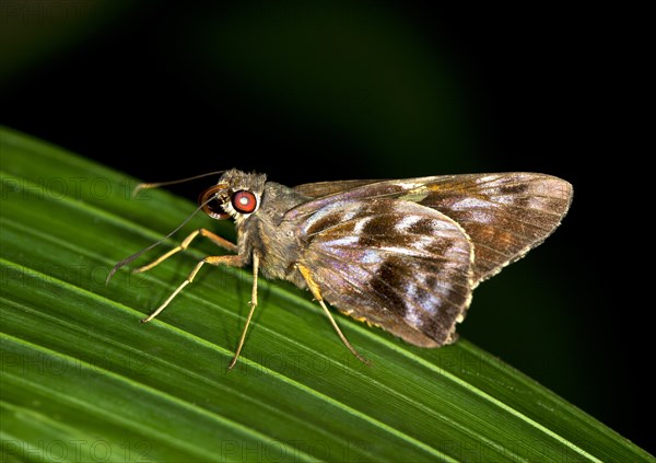 Pompeius Skipper (Pompeius pompeius)