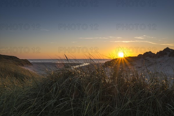 Beach grass (Ammophila arenaria) in dunes in front of Henne Molle A estuary into the North Sea at sunset