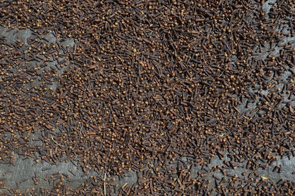 Almost completely dried cloves (Syzygium aromaticum) laid out to dry