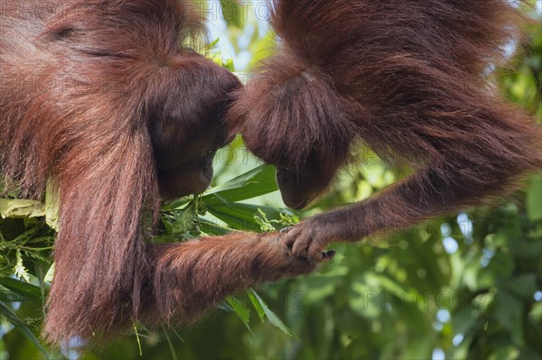 Pair of Bornean Orangutans (Pongo pygmaeus)