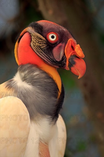 King Vulture (Sarcoramphus papa)