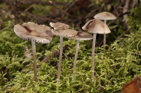 Mycena zephirus (Mycena zephirus)