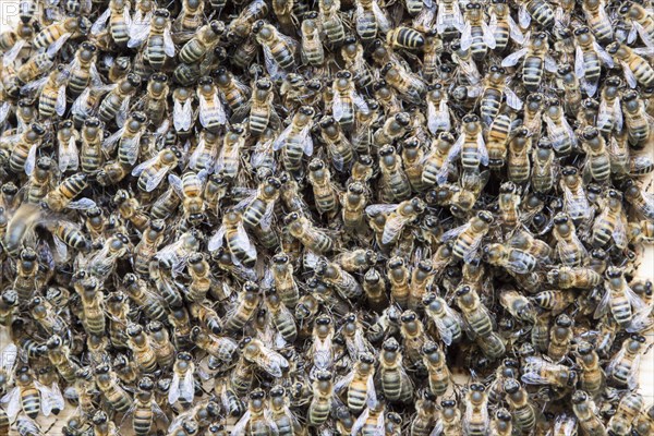 Honey Bees (Apis mellifera) swarming at entrance of an artificial bee hive