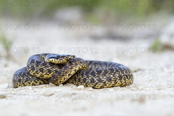 Blotched Snake (Elaphe sauromates)