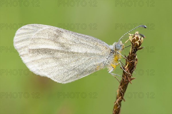 Wood White butterfly (Leptidea sinapis)