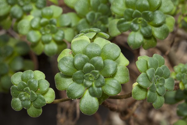 Aeonium lindleyi