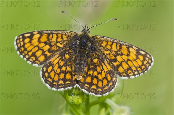 Nickerl's fritillary (Melitaea aurelia)