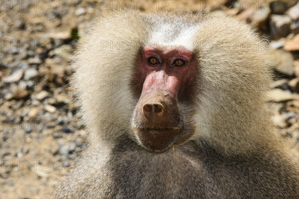 Hamadryas Baboon (Papio hamadryas)