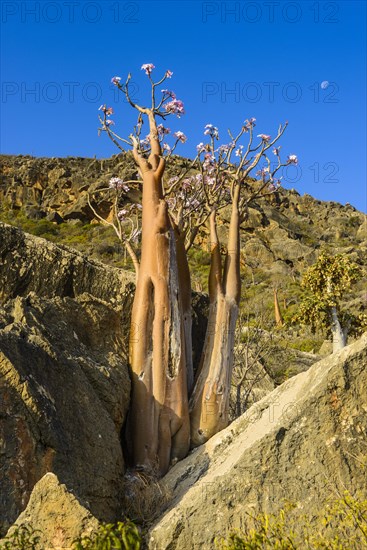 Bottle Tree (Adenium obesum) in bloom