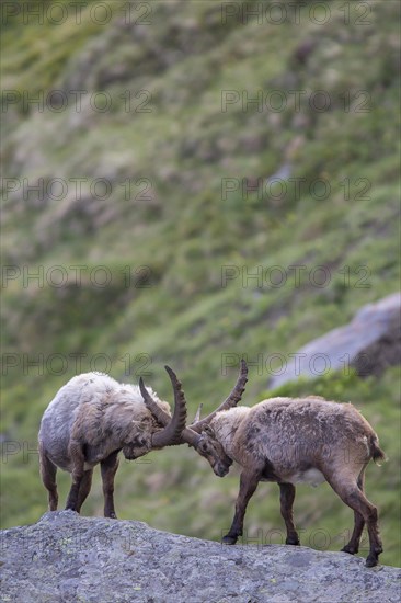 Alpine ibexes (Capra ibex) in a duel