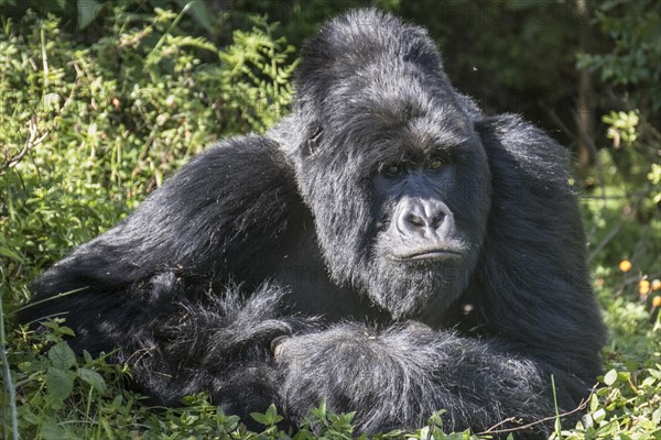 Mountain Gorilla (Gorilla beringei beringei) of the Nyakagezi group